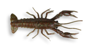 SOFT LURES SG LB 3D Crayfish
